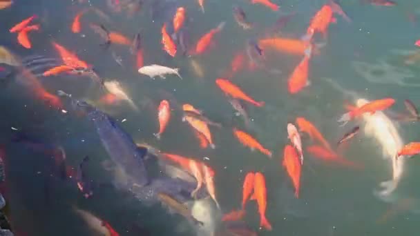 Japanese colored carps swim in the lake — Stock Video
