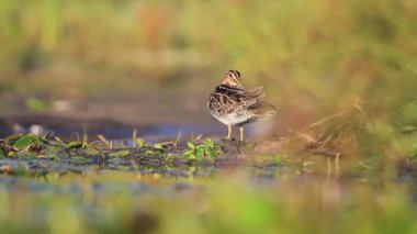 iki göl temiz tüyler su çulluğu