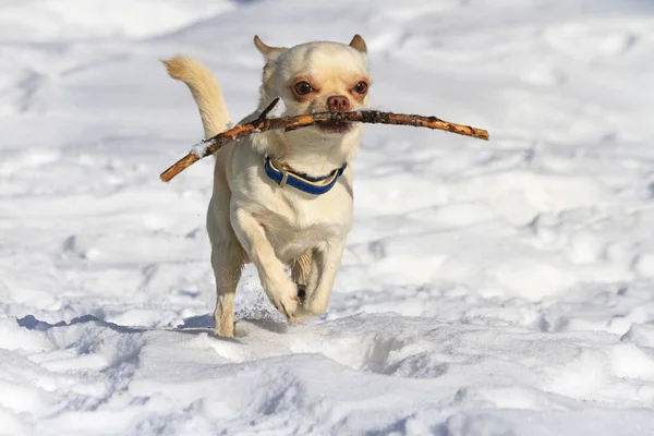Chihuahuas laufen im Schnee und haben einen Ast — Stockfoto