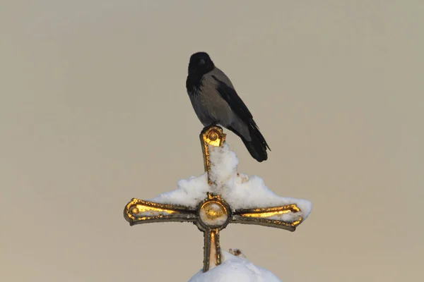 Corbeau assis sur une croix d'or — Photo