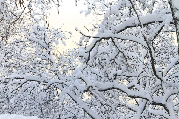 Ветви деревьев и снег — стоковое фото
