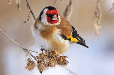 Goldfinch sitting on a burdock in winter sunny day clipart