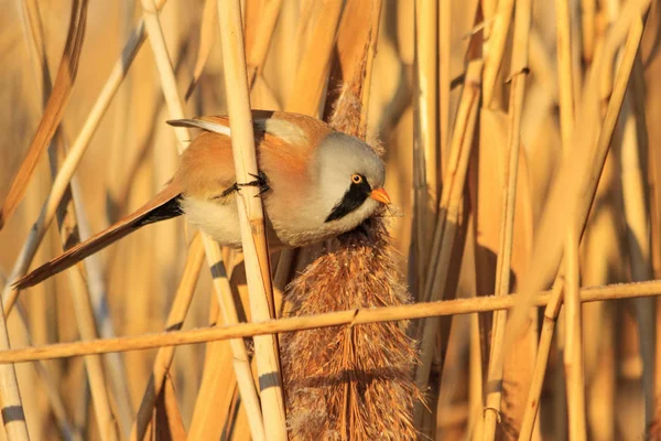 Yiyecek aramaya sazlık çalılıkları arasında Panurus biarmicus — Stok fotoğraf