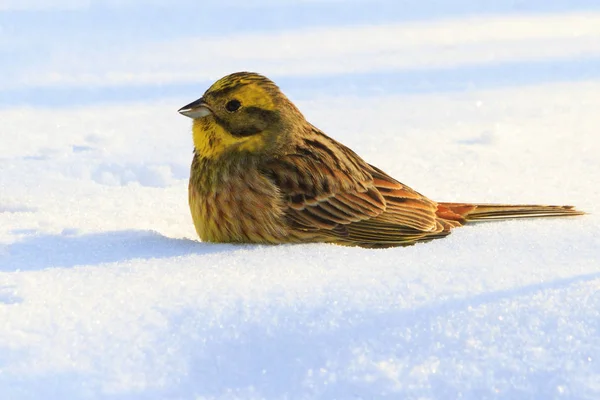 Žlutý pták spadl do sněhu nohy — Stock fotografie