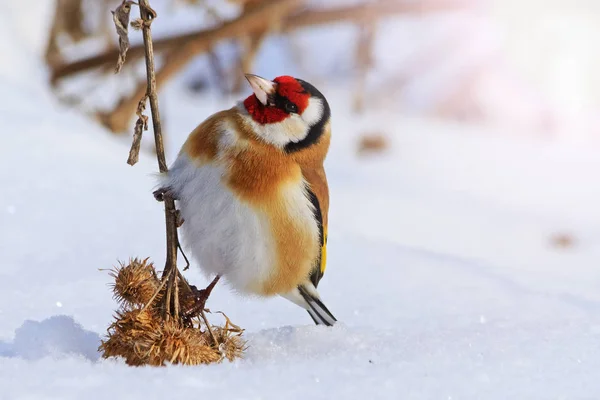 Goldfinch sitter på en kardborre rolig stund med soliga hotspot — Stockfoto