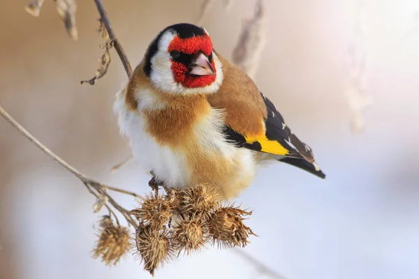 Goldfinch sitter på en kardborre i solig vinterdag med soliga hotspot — Stockfoto