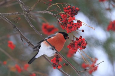 Üvez meyveleri üzerinde oturan şakrak kuşu