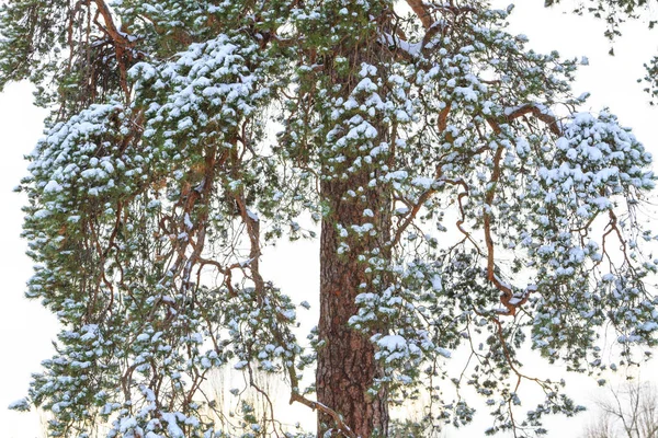 Gałęzie sosnowe, oblepiony śniegiem — Zdjęcie stockowe