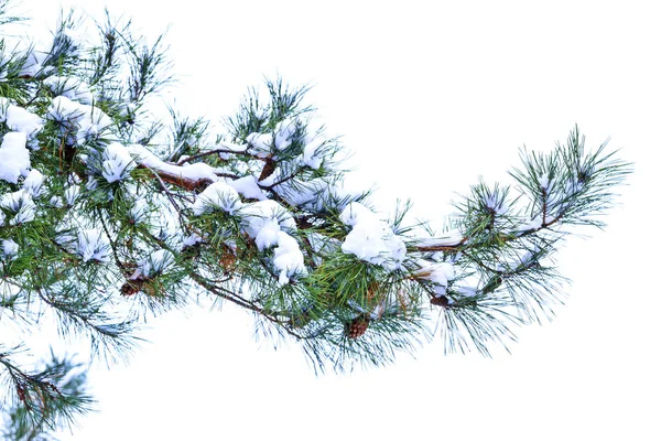 Branche de pin avec cônes sur fond blanc — Photo