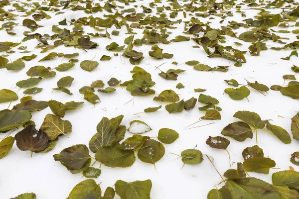 Wczesną zimą śnieg biało -zielone liście — Zdjęcie stockowe