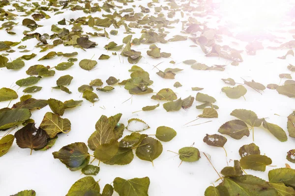 Wczesną zimą śnieg biały i zielony liści z sunny hotspot — Zdjęcie stockowe