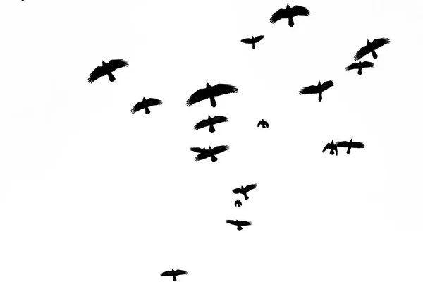 Rooks kudde vliegen door de lucht — Stockfoto