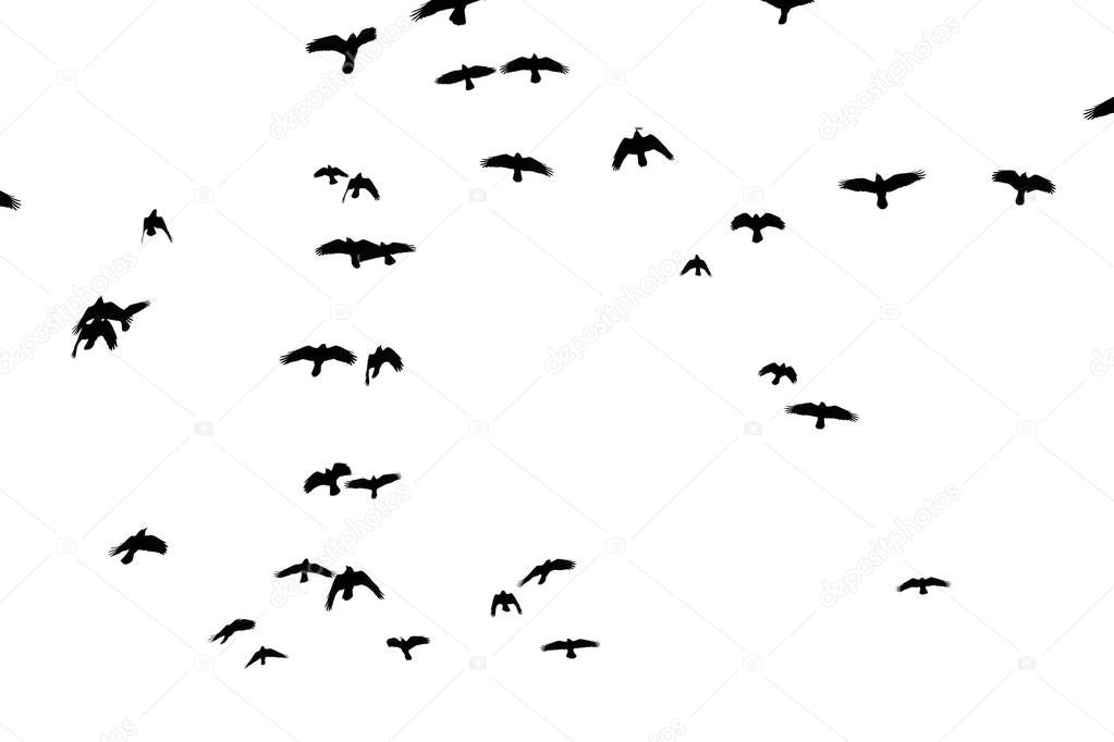 rooks in flight carved on a white background