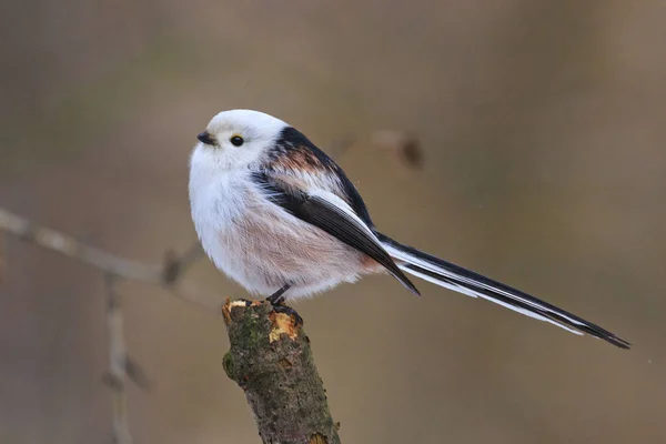 Aegithalos caudatus sentado em um ramo — Fotografia de Stock