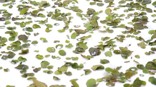 Hojas verdes que yacen sobre la nieve — Vídeo de stock