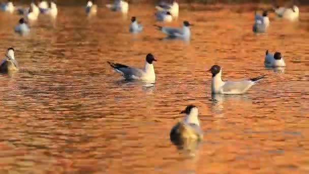 Чайки, плавающие по озеру в золотых тонах — стоковое видео