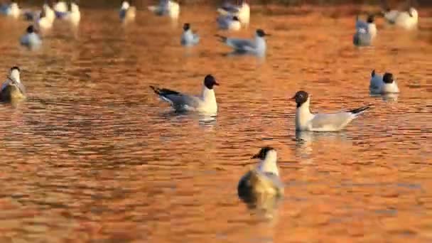 Möwen treiben auf einem See in goldenen Farben — Stockvideo