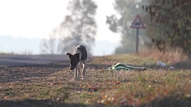 Anfitrião jogou o cão no lado da estrada — Vídeo de Stock