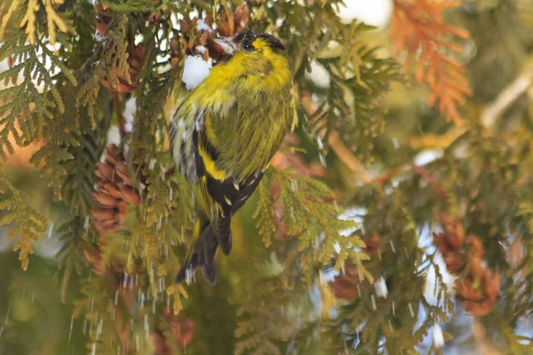 Eurásia siskin sentado em um arborvitae ramos cobertos de neve — Fotografia de Stock