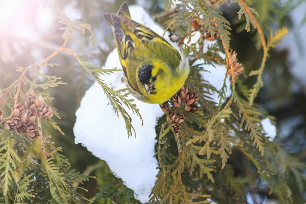 Eurasian siskin,sitting on a snow-covered fir branches with sunny hotspot