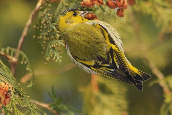 Güzel orman kuş bir köknar üzerinde oturur — Stok fotoğraf