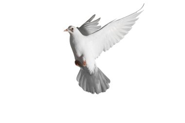 homing pigeon with spread wings isolated on white clipart