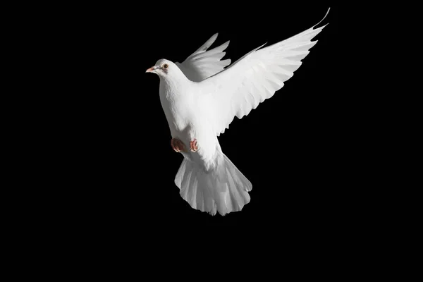 posta güvercini siyah izole yayılmış kanatlı