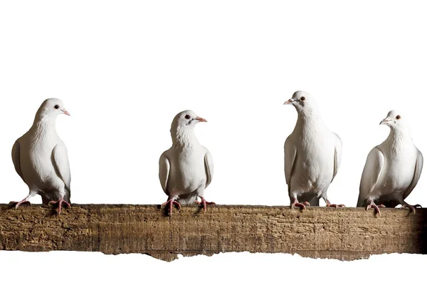 Vier witte duif zit op het schoolbord geïsoleerd — Stockfoto