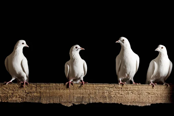 Чотири білих голуба, що сидять на крейдяній дошці ізольовані чорні — стокове фото
