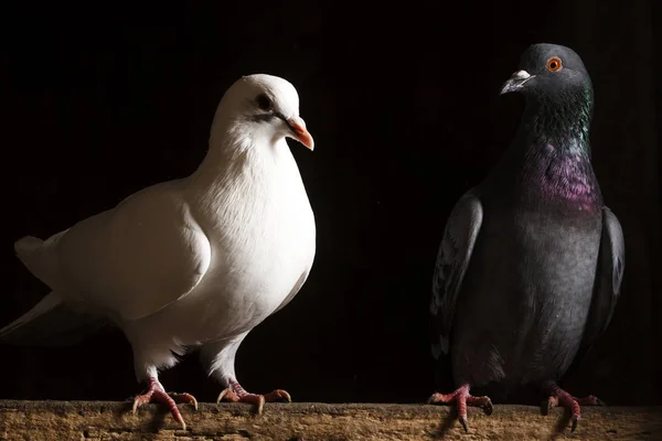 Paloma blanca y negra sobre fondo — Foto de Stock