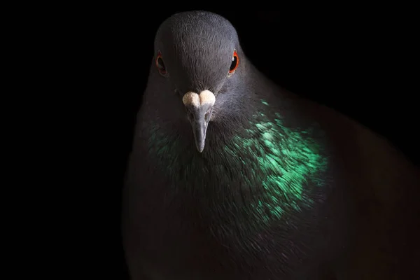 Portret rock duif met gekleurde nek op een zwarte achtergrond — Stockfoto