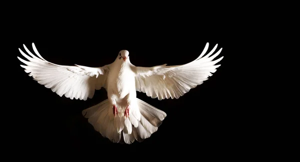 Paloma blanca con alas abiertas vuela sobre un fondo negro —  Fotos de Stock