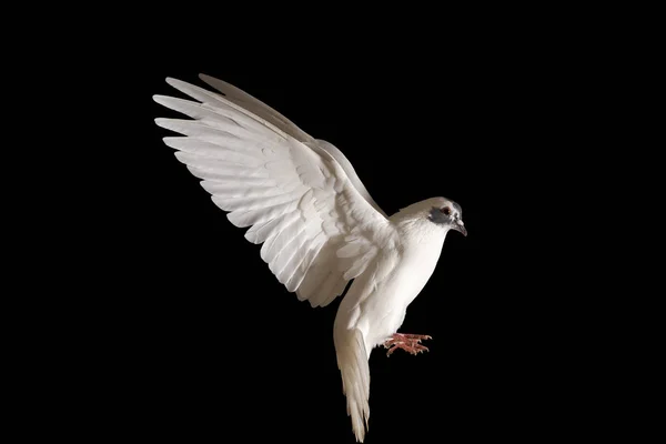 Paloma blanca de la paz volando sobre un fondo negro —  Fotos de Stock