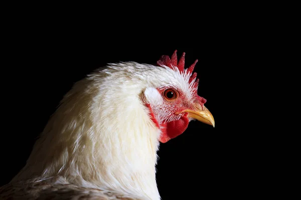 黒の背景の肖像画の白鶏 — ストック写真
