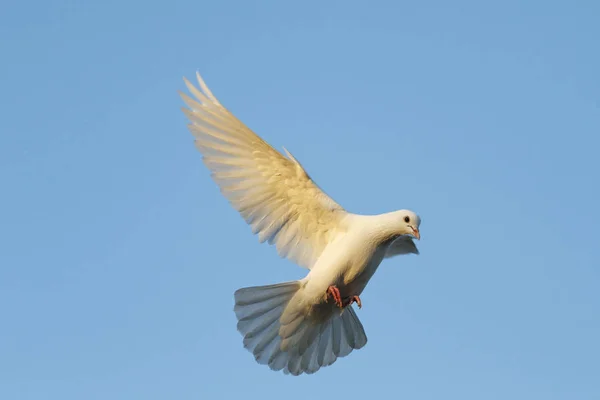 Beyaz altın ışınları batımında uçan güvercin — Stok fotoğraf