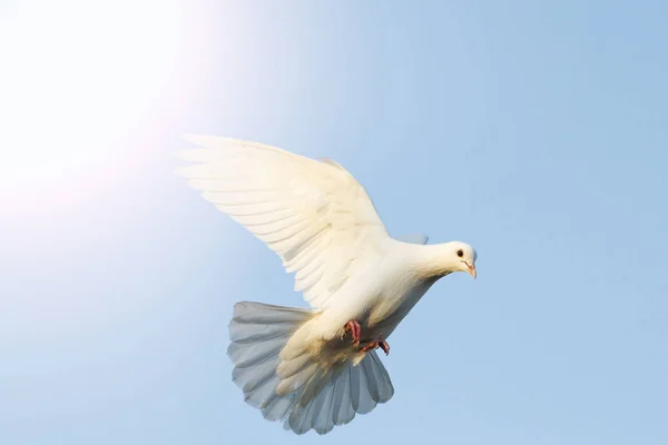 Pomba branca voando no céu azul com hotspot ensolarado — Fotografia de Stock