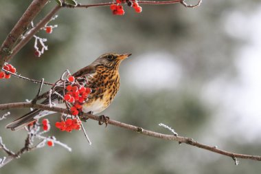 Dallarda oturan fieldfare Sorbus frost ile kaplı.