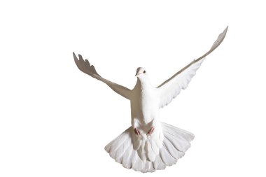 Peace dove flying isolated on white clipart