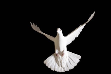 Peace dove flying isolated on black clipart