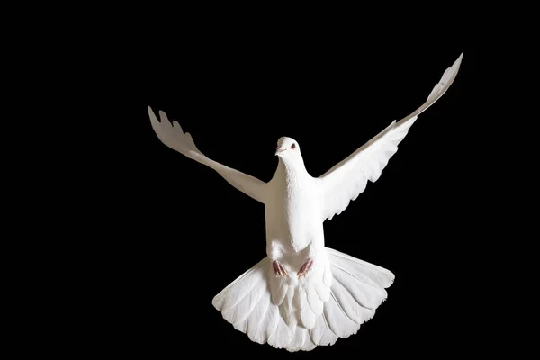 Mír holubice létající izolované na černé — Stock fotografie