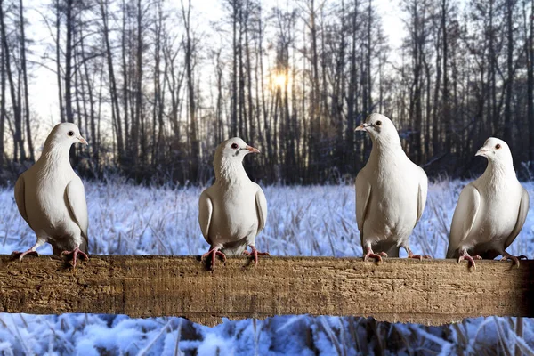 Palomas postales sentadas en la cerca mañana de invierno —  Fotos de Stock