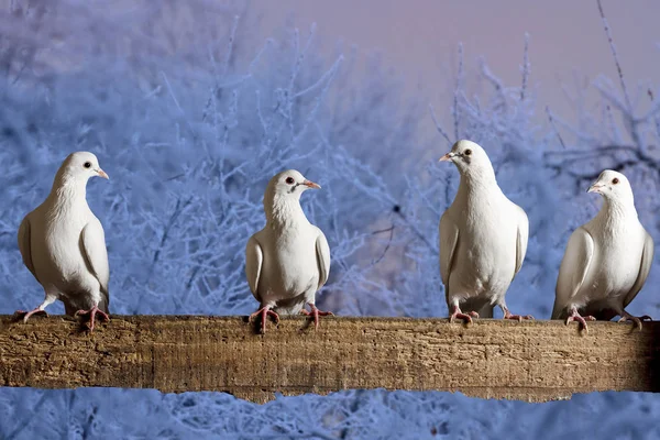 Postal pigeons sitting on the fence winter evening — Stock Photo, Image