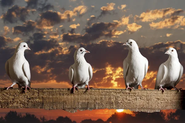 Ül a kerítésen, a háttérben a gyönyörű napfelkelte postai galambok — Stock Fotó