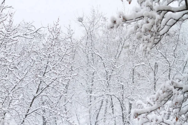 City Park swept snow — Stock Photo, Image