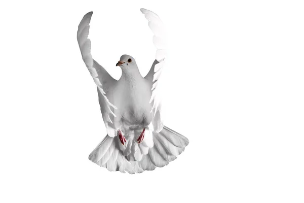 Colombe blanche volant sur un fond — Photo