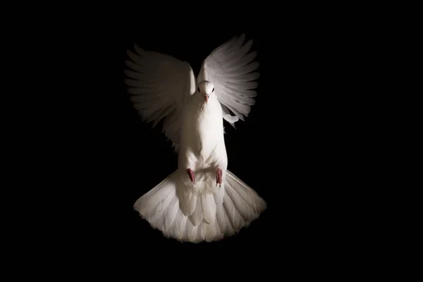 Pomba branca voa para fora da escuridão para a luz — Fotografia de Stock