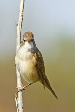dal büyük kamışçın