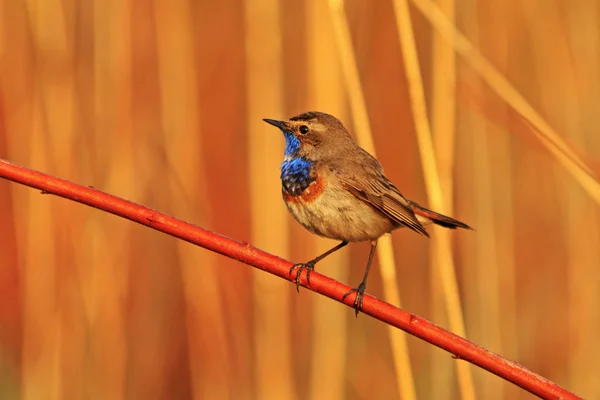 Erkek Bluethroat şarkı--dan posta içinde bölge doğurmak — Stok fotoğraf