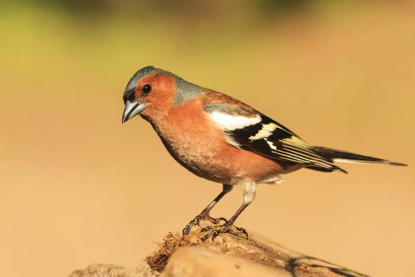 Male Chaffinch sitting on a stump — Stock Photo, Image