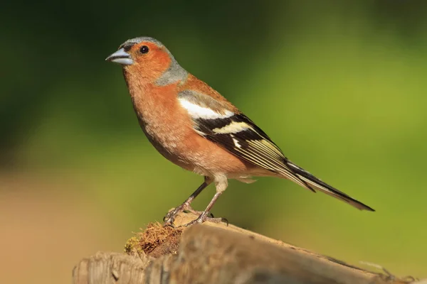 Male Chaffinch, o foco principal está no olho dos pássaros com um colorido fora do fundo — Fotografia de Stock